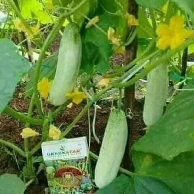 GREEN STAR NASA PUPUK