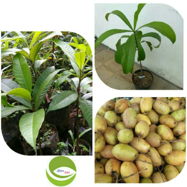 Bibit Tanaman Buah Kemang/Pohon Buah Kemang/Buah Lokal