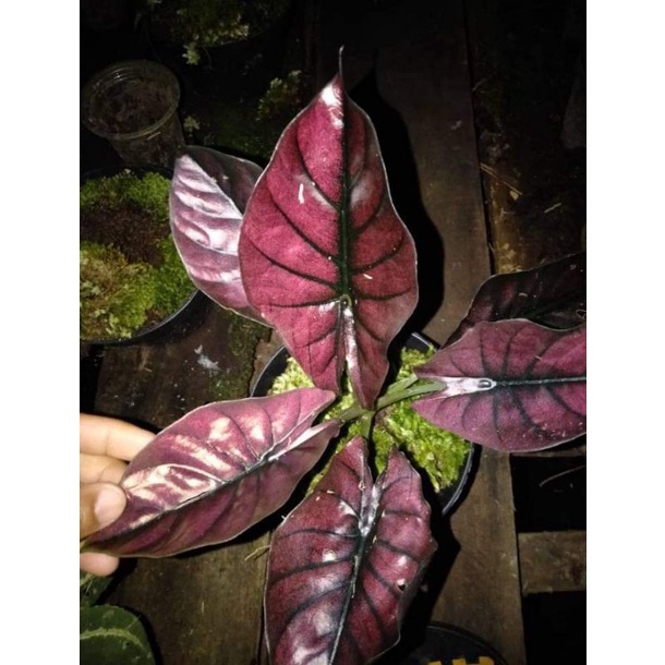 alocasia infernalis red