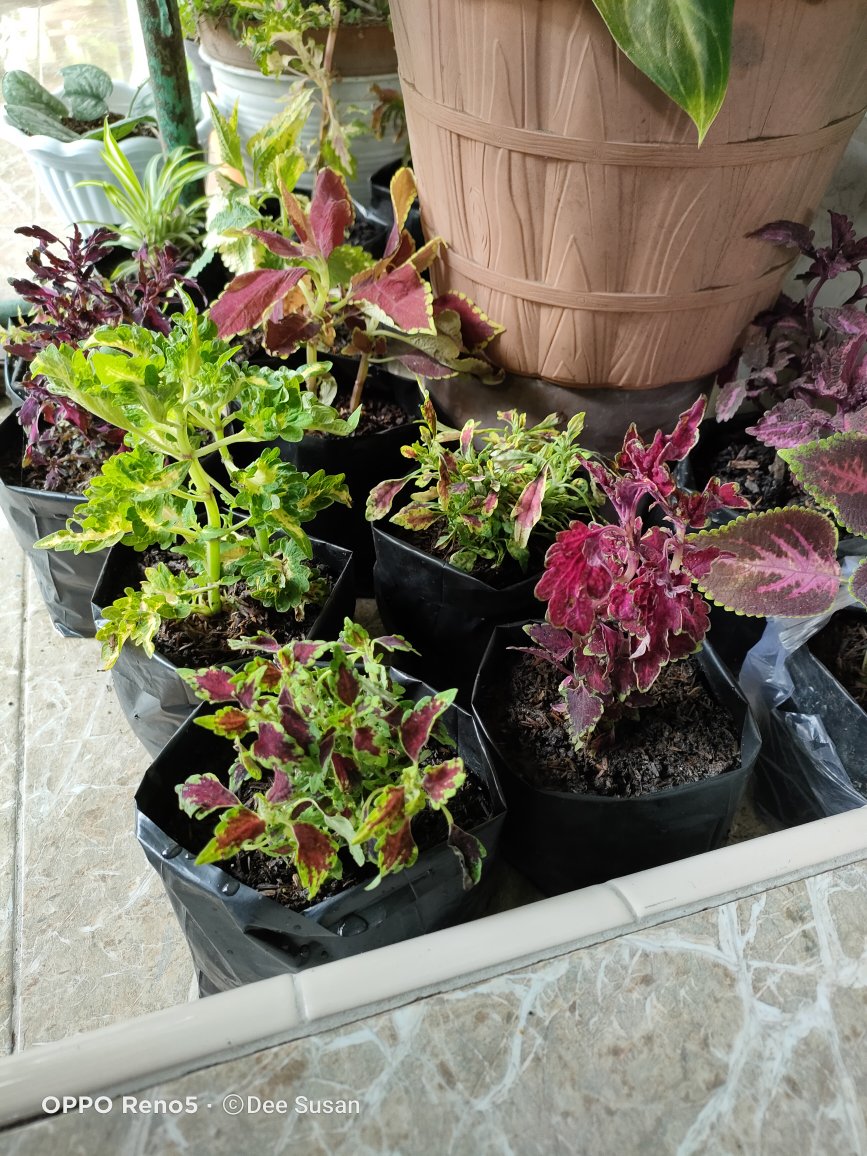 Tanaman Miana/ingler Daun Kecil / 1pcs / 150gram