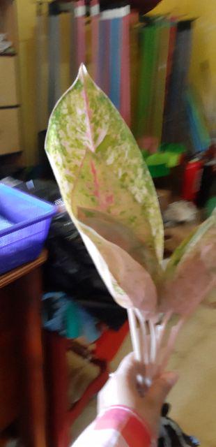 Aglonema Big Roy / Lulaiwan Ukuran Besar / Tananaman Hias Big Roy