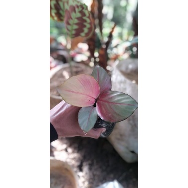 chalatea silver tanaman hias chalatea tanaman hias cantik tanaman hias trend tanaman hias unik chala