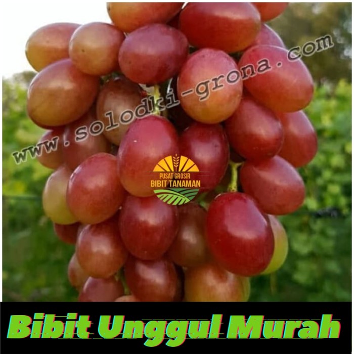 Bibit anggur import getman Grafting Siap Berbuah