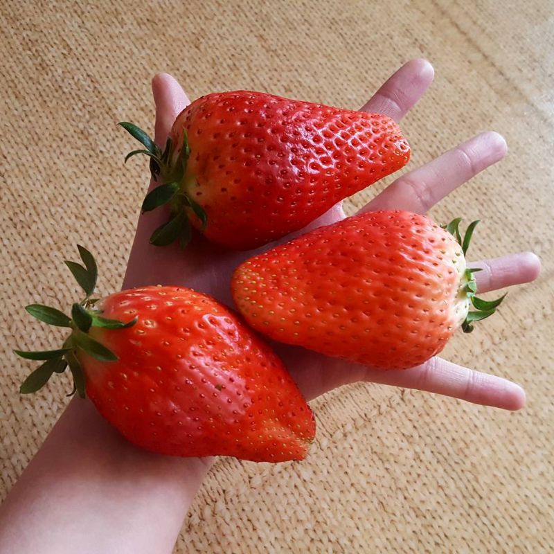 10 Biji - Benih Strawberry KINGS BERRY, Jenis Strawberry KOREA ukuran jumbo bisa dataran rendah hing