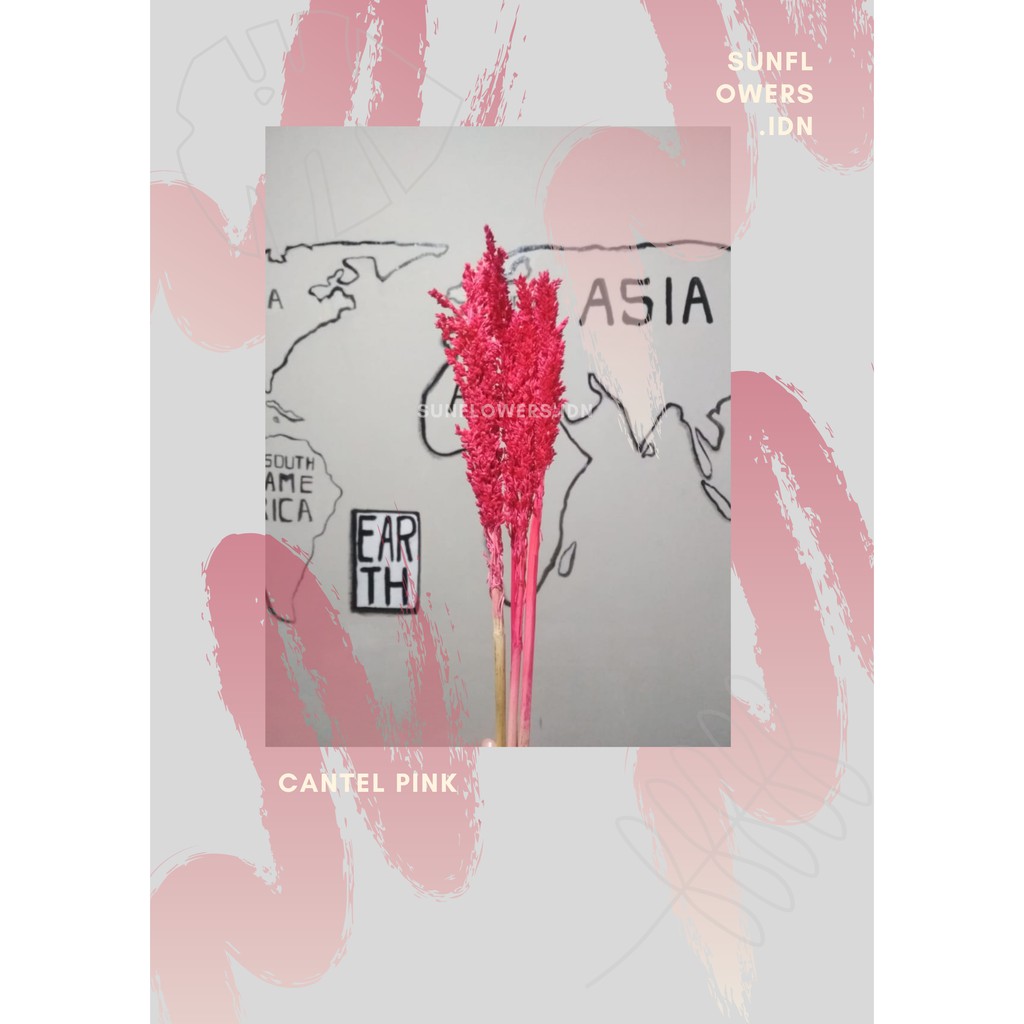 Bunga cantel pink bunga sorgum cantel bunga kering