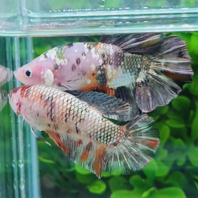 SEPASANG CUPANG GIANT COOPER GOLD BO 5.4 CM DAN 5.1 CM