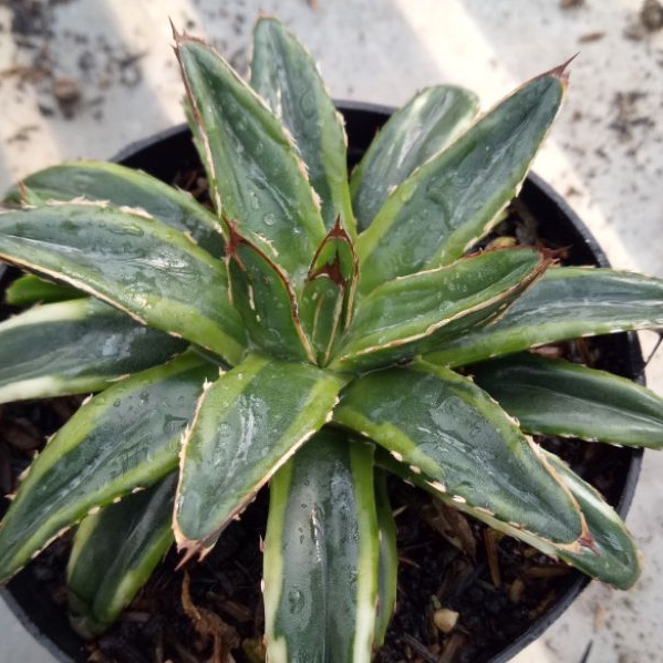 sekulen hawortia agave himeson varigata kuning