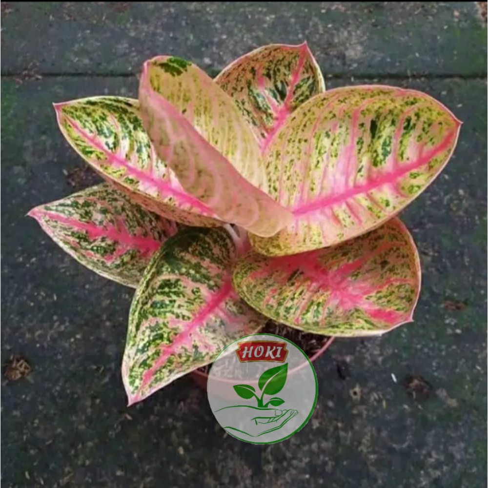 bibit aglonema legacy mangkok 2-3 daun