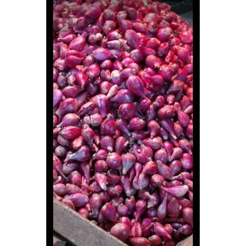

bawang brebes
