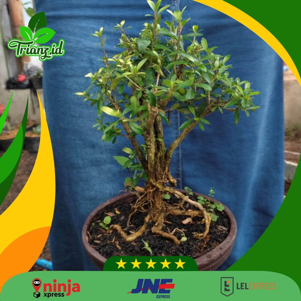 Bonsai Seribu Bintang Daun Besar dengan Pot Lonjong