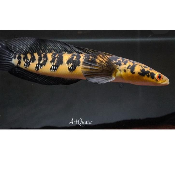 Recomend ikan hias  Chana maru yellow sentarum / Channa maru ys predator gabus hias garansi pengirim