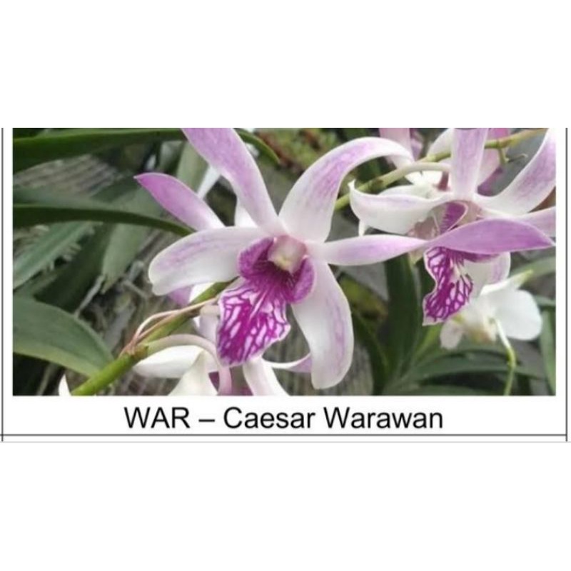 dendrobium Caesar warawan