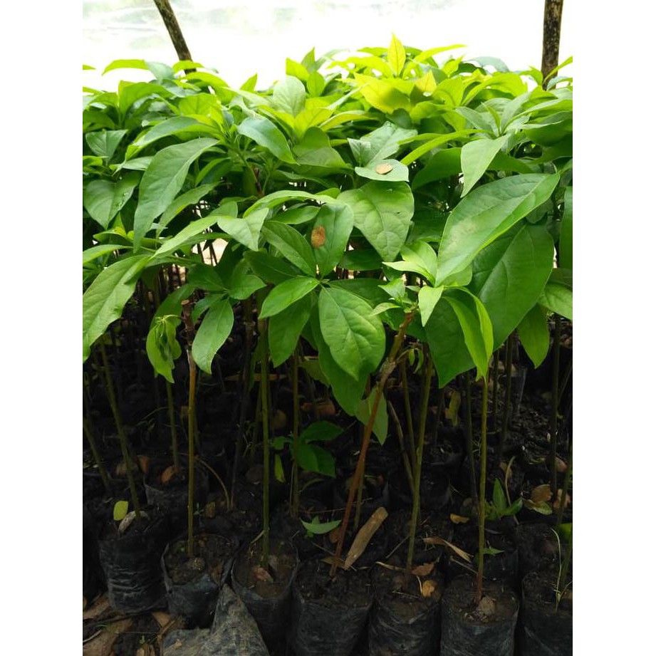 D2N Bibit Buah Alpukat Aligator Oke