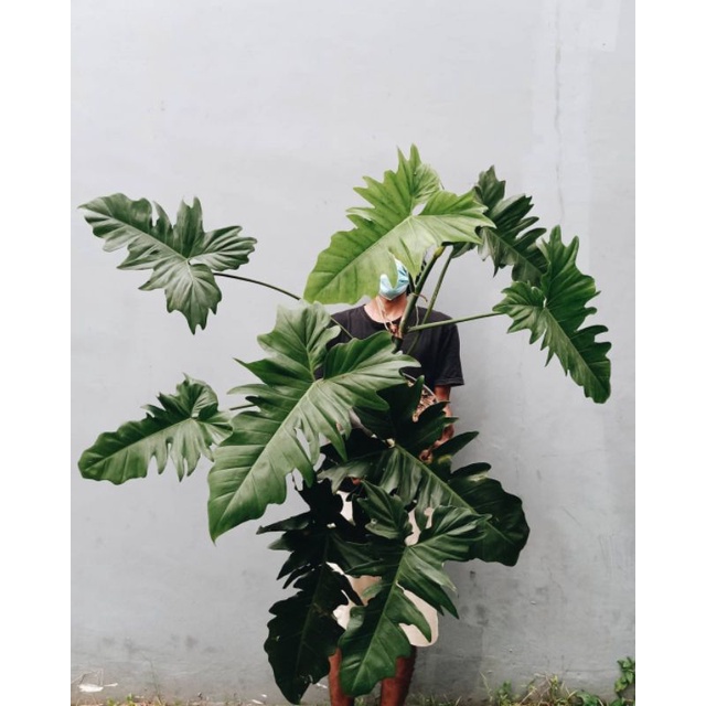 PHILO DRAGON EKONOMIS DAUN PANCING BERMATA TUNAS