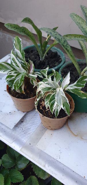 Tanaman Hias Meranti Tisu Calathea White Fusion Shopee Tanaman Hias Meranti Tisu Calathea White Fusion Shopee