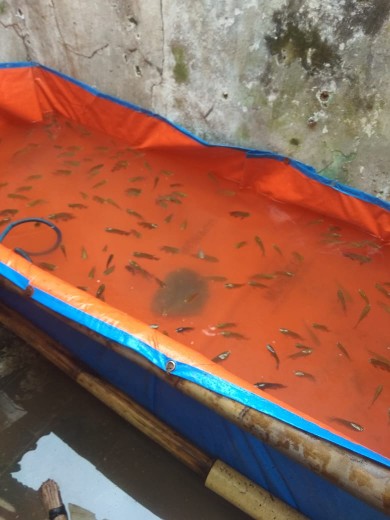 Terpal Kolam Ikan 300x100x50 Tyepe A5 Korea Super  Kualiti  Kolam Ikan Lele