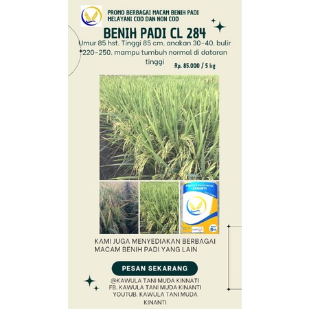 BENIH PADI CL 284 KEMASAN 5 KG