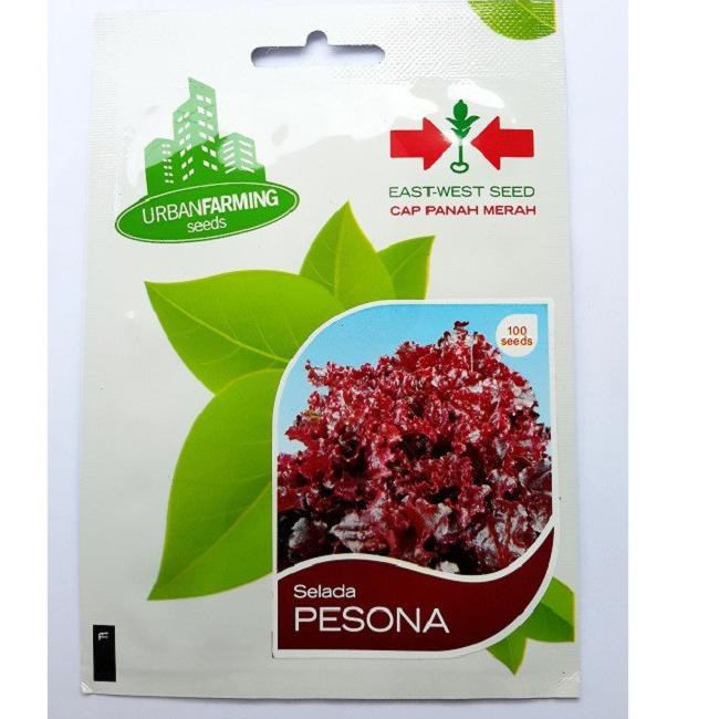 LVPAI COD✔ Benih Selada Merah Pesona Isi 100 Benih Cap Panah Merah