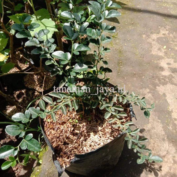 bibit jeruk kinkit unggul