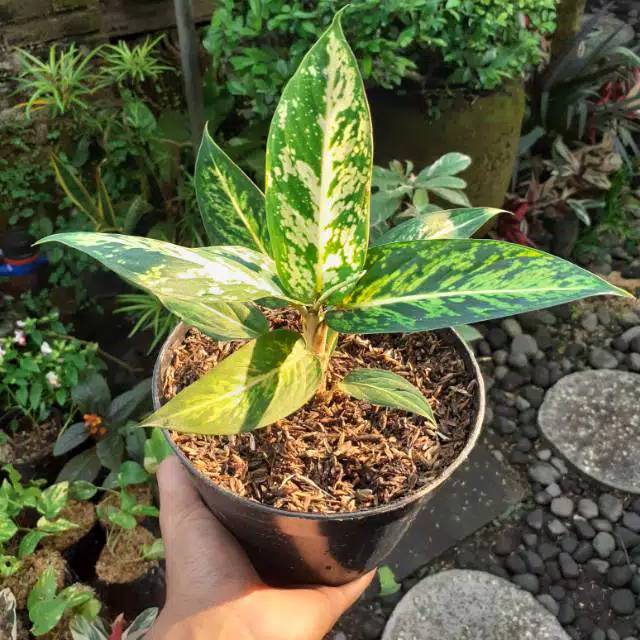 Tanaman Hias Diven Sri Rejeki/blanceng