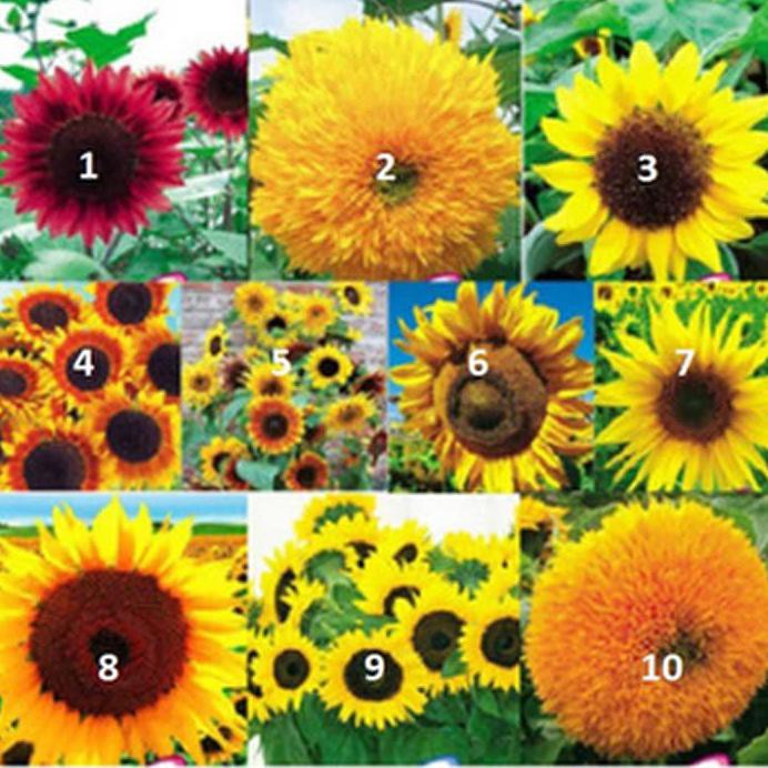 Benih Bunga Matahari Import (10 Jenis ) @_#