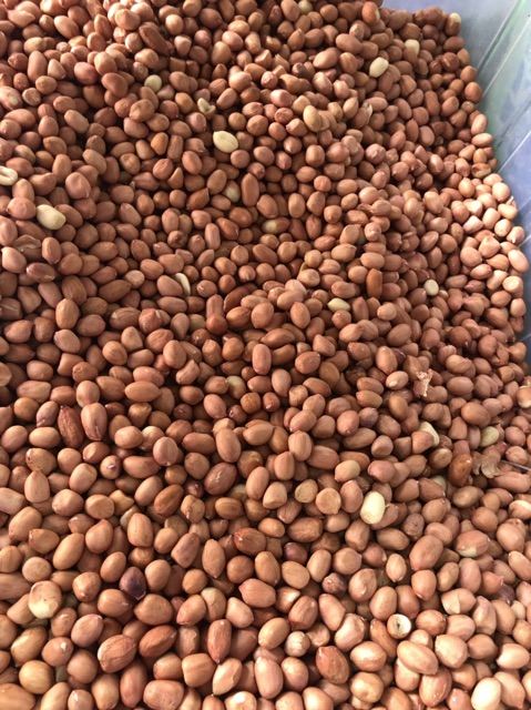 Kacang tanah tuban