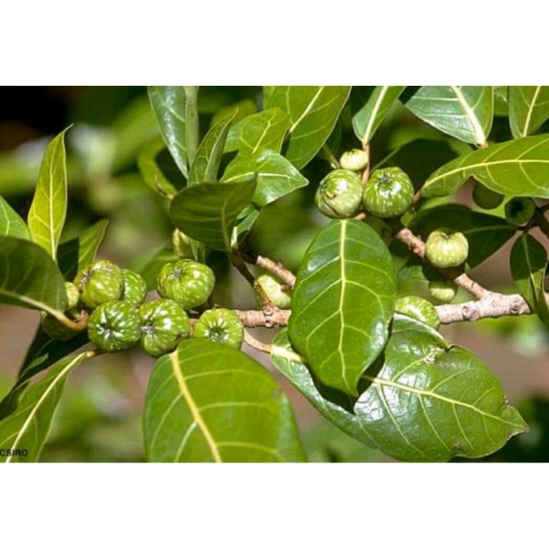 

buah awar awar paket 500 GRAM(segar)