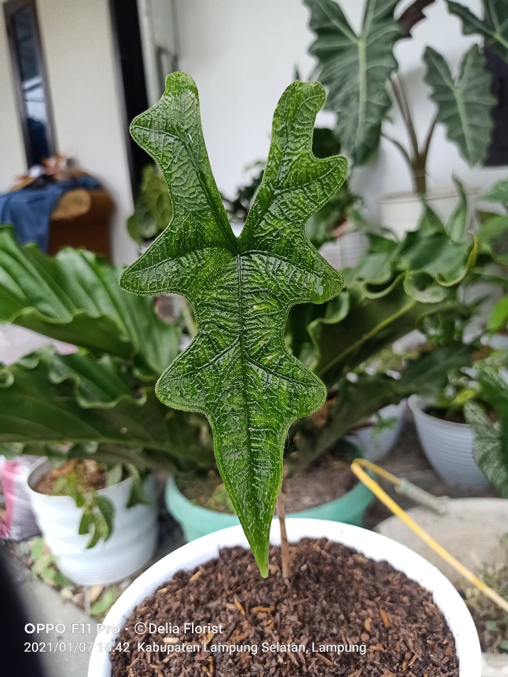 Alocasia Jacklin