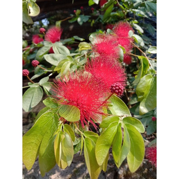 Bibit bunga kaliandra lusiana