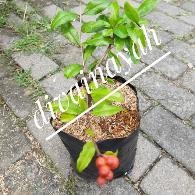 Tanaman buah delima merah