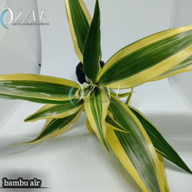 bambu hoki/bambu air tanaman aquascape/akuarium murah BERGARANSI
