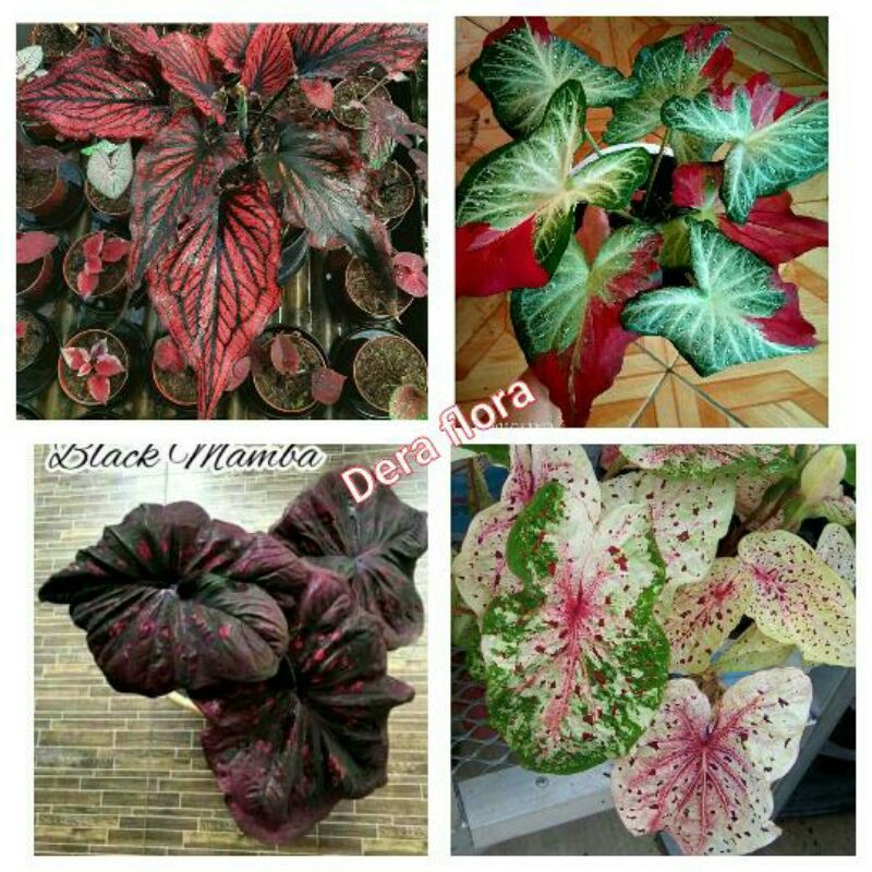 4 paket tanaman hias umbi caladium red stone.black mamba.cat timpah.bulbs mis muffet.keladi hias