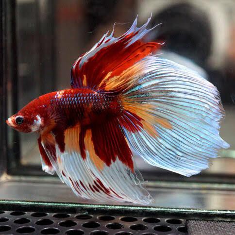 Ready Produk Terlaris 2020 Hobi Koleksi Cupang Giant Halfmoon Nemo Koi