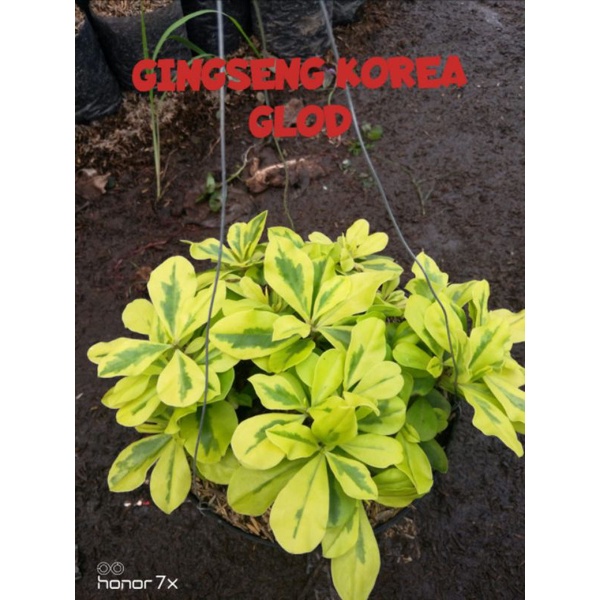 GINGSENG KOREA / GINGSENG GLOD