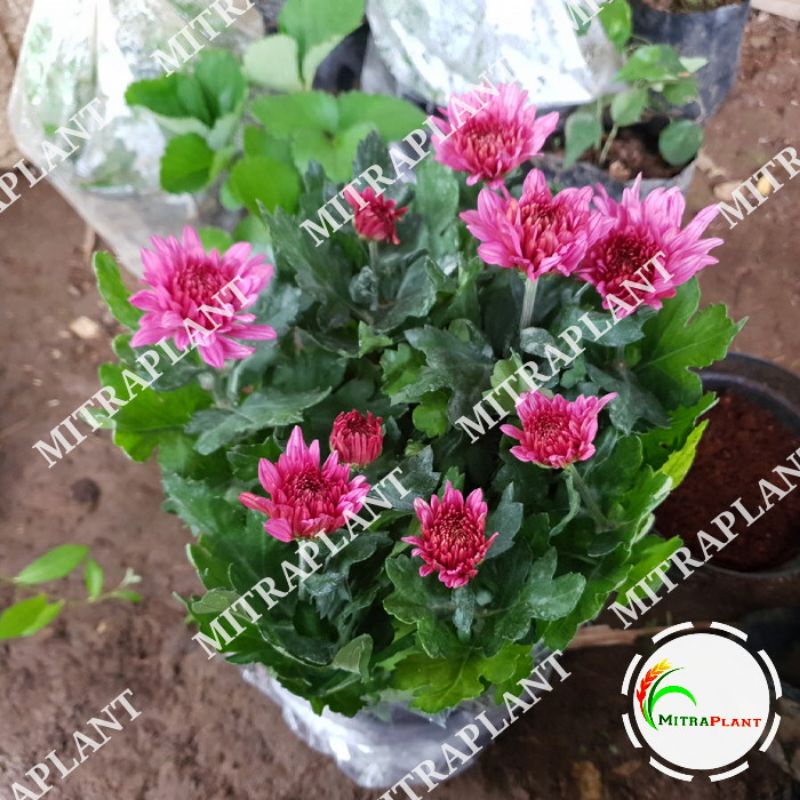 Tanaman Hias Bunga Aster - Bibit Pohon Bunga Krisan Aster