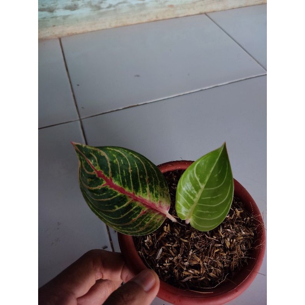 Alonema monlight tanian lokal