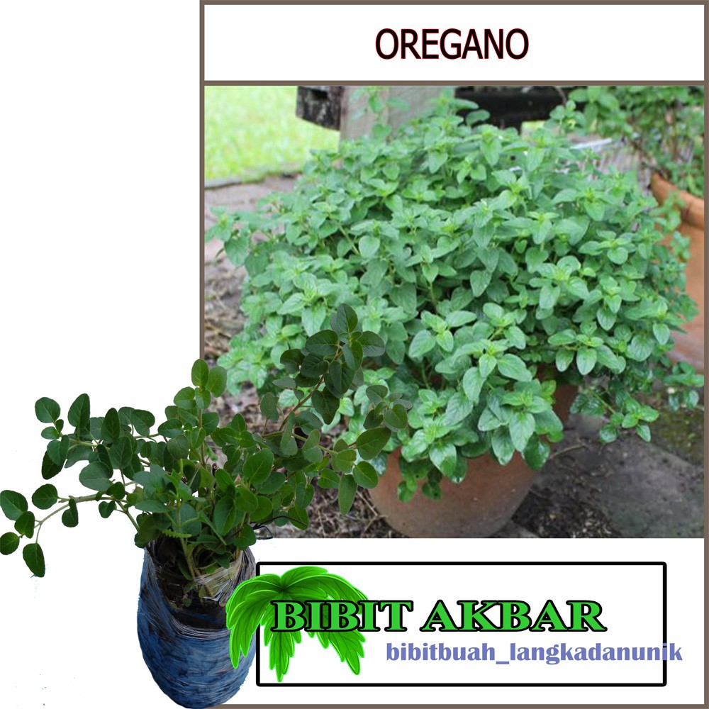 Bibit Tanaman Herbal Oregano