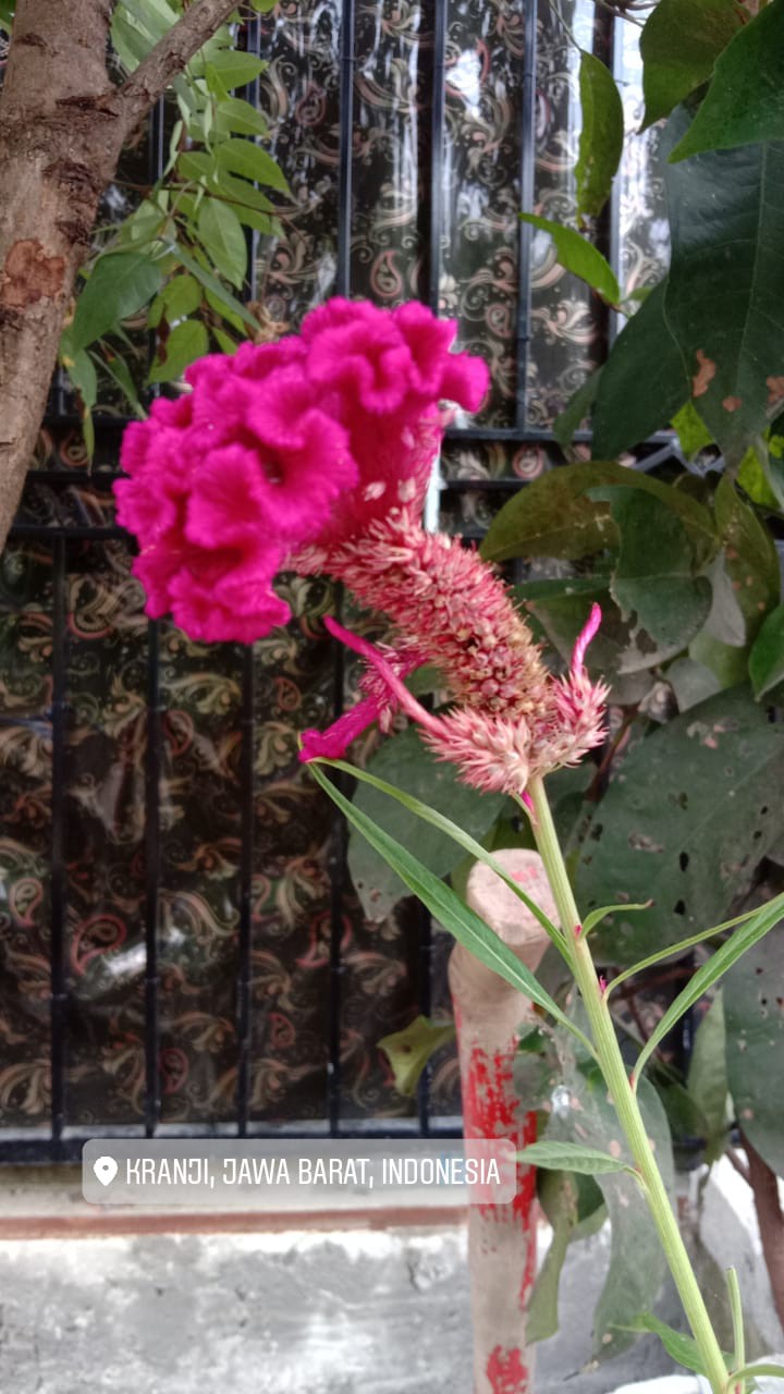 022 Zahira Batik Hrb026 Kenongo Hem Kemeja Batik Pria Lengan Pendek  Katun Primis Halus M L Xl