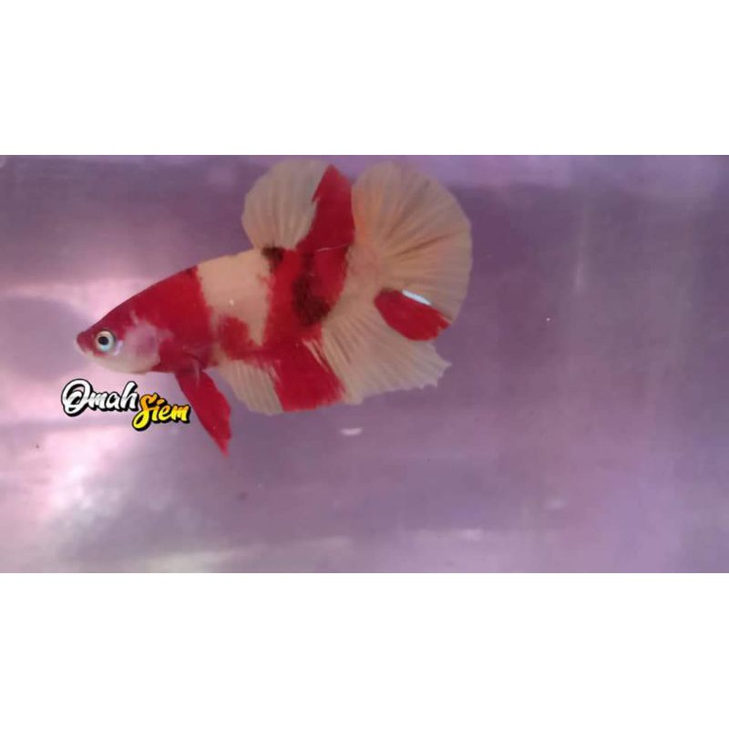 Ikan cupang koi,nemo