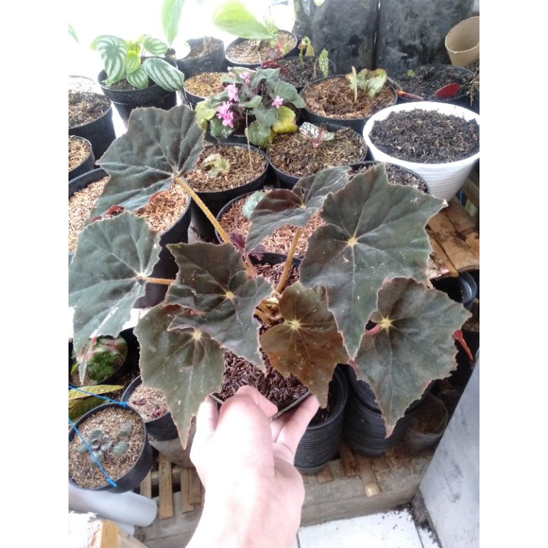 tanaman hias begonia indukan