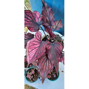 CALADIUM RED STONE
