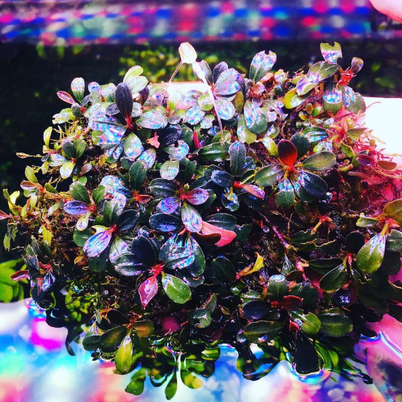 1 kg bucephalandra_mini_kayu_lapis