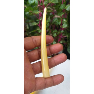 pipa tulang sapi warna gading pipa tulang asli