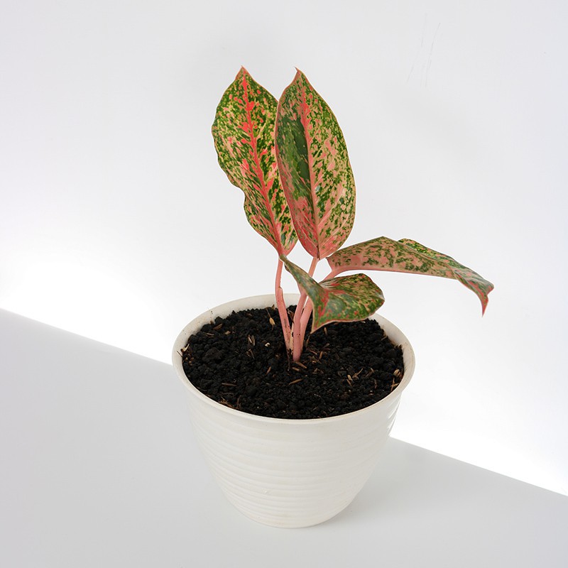 TANAMAN COCONUT DELIGHT