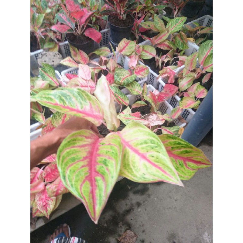 

Andini