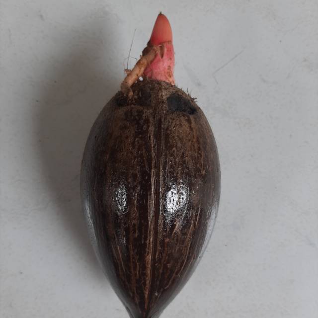 Bibit Bahan Bonsai Kelapa wulung