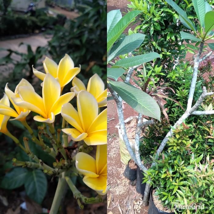 tanaman hias kamboja bali kuning/bibit pohon kamboja bali tinggi 1m