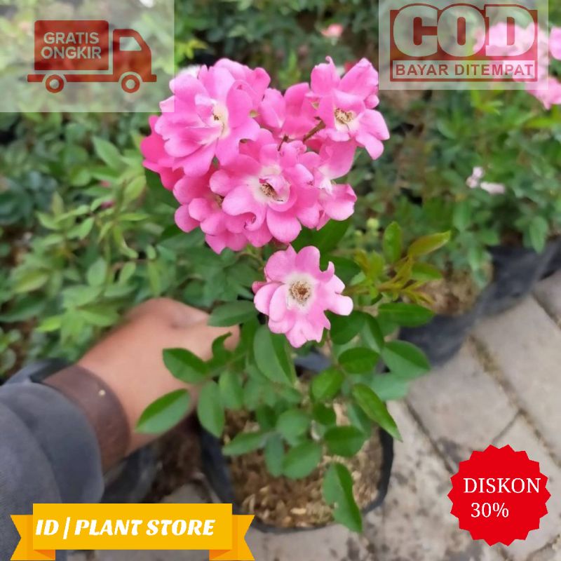 Tanaman hias bunga mawar holland sweat-bibit tanaman bunga mawar-tanaman hidup-bunga hidup