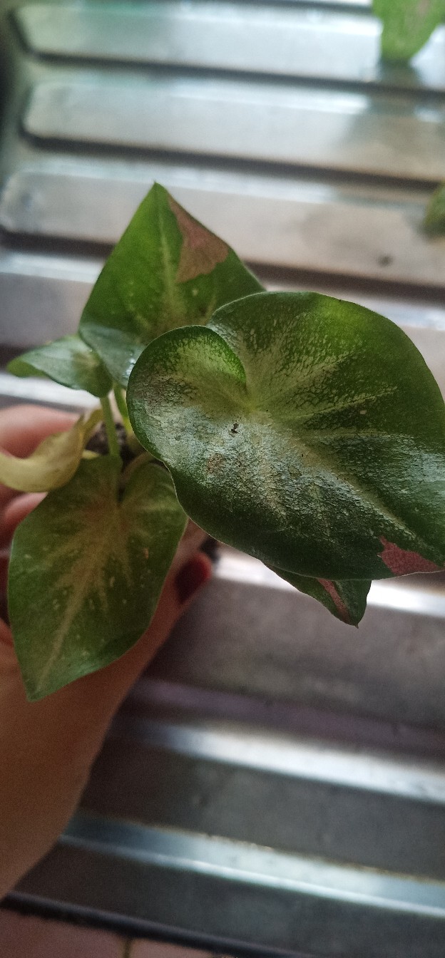 Caladium Shycool/ Dikirim Size Anakan-remaja Cat Tumpah