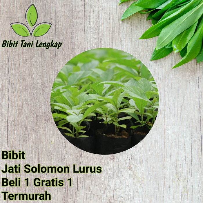 Bibit Tanaman Pohon Jati Solomon Lurus